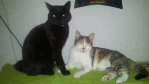 12294781_1486266138345929_6453649905429114278_n