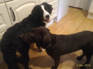 12309492_1486765718295971_1251559288026616497_o