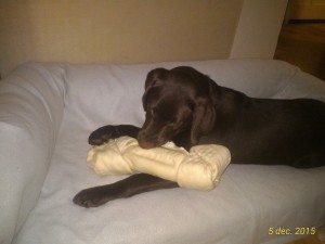 12310016_1487386551567221_3513438269418042767_o