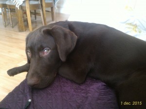 12314207_1486376645001545_5601620097452417211_o