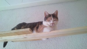 12439235_1495134787459064_3517365892976815352_n